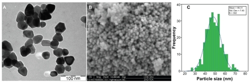 Figure 5 The transmission electron micrograph morphology image of zinc oxide nanoparticles (ZnO-NPs) (A), the scanning electron micrograph of the ZnO-NPs (B), and the particle size distribution of the ZnO-NPs (C).