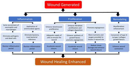 Figure 1. Graphical scheme of key parameters in enhancing wound healing.