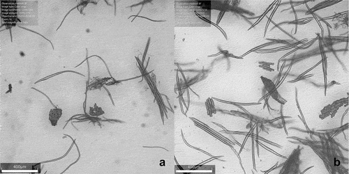 Figure 1. Micrographs of macerated hull samples; barley (a), oats (b). Thick-walled fibers and aggregations of epidermial cells are visible. The tissue is only partially macerated.