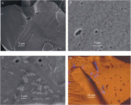 Figure 6. Different resolution images (SEM (a, b, and c), Fluorescent staining image (d)) of pyrite surface oxidised due to Acidithiobacillus ferrooxidans effect for 39 days.