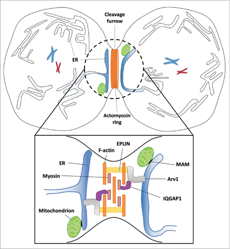 Figure 1. Arv1 working at the cleavage furrow. During anaphase, membrane-associated Arv1 accumulates in the cell equator by interacting with EPLIN and/or by ER contact sites with mitochondria (referred to as mitochondria-associated ER membrane; MAM). Arv1 then recruits myosin via IQGAP1, resulting in the constriction of the actomyosin ring that drives furrow ingression.