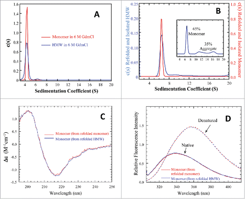 Figure 3. Biophysical characterizations for the denatured and refolded mAb-PFM monomer and HMW species. (A) Overlay of AUC-SV profiles for the denatured monomer (red) and HMW species (blue). The total protein concentrations were 0.4–0.5 mg/mL. (B) AUC-SV profiles for the refolded samples of the denatured monomer and HMW species, obtained by ∼10-fold dilution with PBS, followed by overnight incubation at 20°C. The sedimentation coefficients in (A) and (B) were corrected for the standard state of water at 20°C. The instrumentation and experimental procedures for AUC-SV were as described previously.Citation9 (C) Overlay of far-UV CD spectra for the monomers isolated by SEC from the refolded samples of the denatured monomer (red) and of the denatured HMW species (blue). The instrumentation and experimental procedures for far-UV CD were as described previously.Citation9 (D) Overlay of intrinsic fluorescence emission spectra for the monomers isolated by SEC from the refolded samples of the denatured monomer (red) and of the denatured HMW species (blue). The instrumentation and conditions were as described in Fig. 2. Each curve in (C) and (D) represents triplicate measurements averaged at each data point.