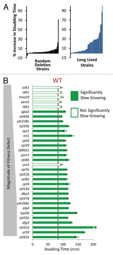 Figure 2 Long-lived yeast are enriched for slow growth. (A) Percent increase in maximal doubling time relative to wild type cells for 50 randomly selected deletion strains and 49 long-lived strains. Each bar represents one strain. (B) Comparison of the long lived mutants' doubling time to the magnitude of their respective relative fitness defects. Strains with a fitness defect are shown.