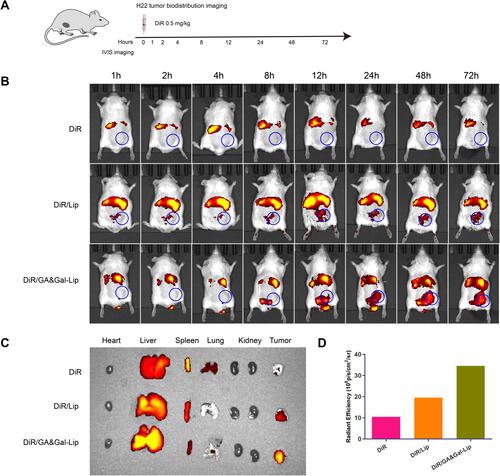 Figure 6 In vivo biodistribution of DiR, DiR/Lip and DiR/GA&Gal-Lip. (A) Schematic design of in vivo biodistribution analysis. (B) IVIS images of H22 tumor-bearing BALB/c mice at different timepoints after administration of DiR, DiR/Lip and DiR/GA&Gal-Lip. Blue circles represented the location of tumors. (C) Representative ex vivo IVIS images of organs and tumors. (D) Quantitative analysis for the tumors after 72 h.