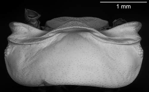 Figure 3. Armadillidium virgo n. sp., cephalon in dorsal view. Scale bar: 1 mm.