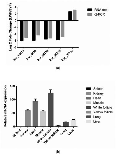 Figure 2. qRT-PCR analysis of lncRNA expression