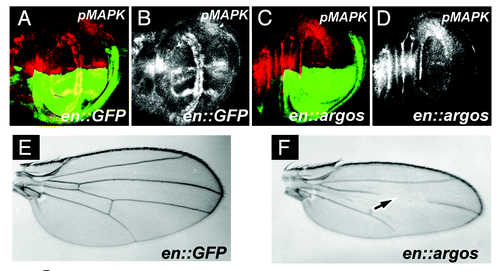 Figure 1A–F. Argos expression increases cell density while decreasing cell growth. (A-D) Third instar larval wing discs, anterior up, dorsal left, genotypes indicated bottom right, stain listed top right. (A) engrailed-Gal4; UAS:GFP (en::GFP) wing disc showing GFP expression (green) in the posterior compartment, and phosphorylated MAPK (pMAPK, red) throughout the wing pouch. (B) pMAPK staining (white) from (A). (C) engrailed-Gal4; UAS:GFP/UAS:Argos (en::argos) wing disc showing GFP expression (green) in the posterior compartment, and pMAPK (red) throughout the wing pouch. Note decreased pMAPK staining in the posterior compartment compared to the anterior compartment. (D) pMAPK staining (white) from (C). (E and F) Adult wings. (E) Normal wing venation pattern in engrailed-Gal4; UAS:GFP wing. (F) Phenotype of engrailed-Gal4; UAS:GFP/UAS:Argos adult wing. Note missing and decreased wing venation (arrow).