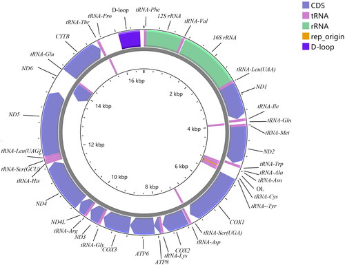 Figure 2. Complete mitochondrial genome map of Devario interruptus (GenBank: MZ853154), with 13 protein coding genes, 22 tRNAs, 2 rRNAs, and 2 non-coding regions. Genes encoded on light strand and heavy-strand were shown inner and outside of the gray circle respectively.