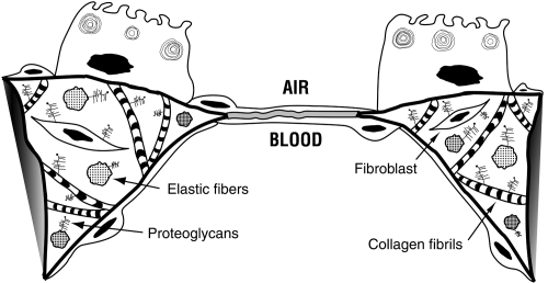 Figure 2 Pulmonary interstitium. At the gas exchange interface alveolar capillaries and alveolar type I epithelial cells share a basement membrane. In other portions of the alveolar wall, collagen fibrils and elastic fibers are the major components of the pulmonary interstitium which also contains fibroblasts and proteoglycans. Copyright © 2003, 2007. Modified with permission from Dunsmore SE, Chambers RC, Laurent GJ. 2003. Matrix Proteins. Figure 2.1.1. In: Respiratory Medicine, 3rd ed. London. Saunders, p. 83; Dunsmore SE, Laurent GJ. 2007. Lung Connective Tissue. Figure 40.2. In: Chronic Obstructive Pulmonary Disease: A Practical Guide to Management, 1st ed. Oxford. Wiley-Blackwell, p. 468.
