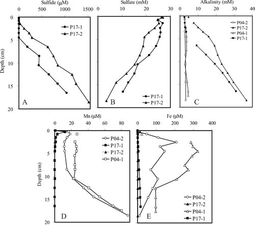 FIGURE 3 Pore water concentrations for sulfide (A), sulfate (B), alkalinity (C), manganese (D), and iron (E) for P17 (filled) and P04 (empty) cores.