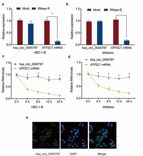 Figure 2. Hsa_circ_0005797 characteristics. (a, b) Hsa_circ_0005797 and ATP2C1 in EC cells treated with RNase R. (c, d) Hsa_circ_0005797 and ATP2C1 levels in EC cells treated with Actinomycin D. (e) Hsa_circ_0005797 localization to the cytoplasm in EC cells. *P < 0.05.