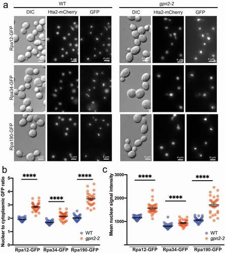 Figure 5. Impacts of gpn2-2 mutation on RNAPI subunit localization. (a) Representative images of the indicated RNAPI subunit GFP fusion in WT or gpn2-2 cells. (b) Quantification of the nuclear:cytoplasmic ratio of the indicated GFP fusion in WT or gpn2-2 cells. (c) Quantification of the total nuclear signal intensity for the indicated GFP fusion in WT or gpn2-2 cells. For B and C, triplicates were conducted, in total n > 90, **** p < 0.0001 by a Student’s t-test