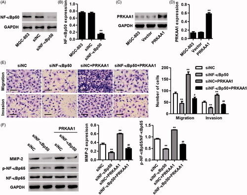 Figure 5. PRKAA1 overexpression inhibits NF-κBp50 knockdown-mediated GC cell migration and invasion. (A, B) NF-κBp50 knockdown in MGC-803 cells significantly decreased the NF-κBp50 protein expression. (C, D) PRKAA1 overexpression in MGC-803 cells significantly increased the PRKAA1 protein expression. MGC-803 cells were transfected with NF-κBp50 siRNA in the absence or presence of PRKAA1 overexpression. Transwell assay was performed for examining the cell invasion and migration (E), and the MMP-2, p-NF-κBp65 and NF-κBp65 expression was measured by Western blotting (F). Scale bars: 100 μm. **p < .01 compared with corresponding Vector or siNC. #p < .05, ##p < .01 compared with siNF-κBp50.