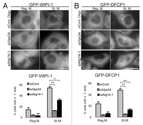 Figure 4 Puncta formation of WIPI-1 and DFCP1 depends on Atg14 and Vps34. HepG2 cells stably expressing GFP-WIPI-1 (A) and HeLa cells stably expressing GFP-DFCP1 (B) were treated with Atg14, Vps34 or control siRNA oligos, as indicated. Cells were cultured in starvation medium for 2 hours, and then subjected to immunofluorescence microscopy using anti-GFP antibodies. Graphs show the results of quantification of the GFP dot positive cells (more than 5 dots per cell). Results shown represent mean ± SE of triplicate samples containing greater than 100 cells. *p < 0.05, **p < 0.01, Student t-test. Reg. M., regular medium; St. M., starvation medium. Scale bars, 10 µm.