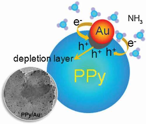 Figure 8. Possible gas detection mechanism of PPy/Au hybrids. Reprinted with permission from [Citation75]. Copyright 2013 Elsevier