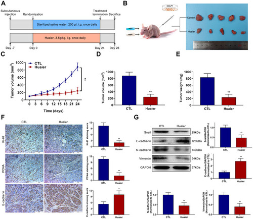 Figure 6 Huaier suppresses the growth of CCA in vivo. (A) The detailed grouping strategies and therapeutic schedules of subcutaneous tumor model. (B) Xenograft tumors were established by subcutaneous injection of CCLP1 cells (n=5). (C) Curves of subcutaneous tumor volume in nude mice. **P < 0.01 versus CTL. CTL, control. (D and E) The final quantitative statistics of tumor volume and tumor weight at the end of treatment. **P < 0.01 versus CTL. CTL, control. (F) Ki-67, PCNA and E-cadherin staining and quantitative statistics of the subcutaneous tumor specimens were exhibited. *P < 0.05, **P < 0.01 versus CTL. CTL, control. (G) EMT-related proteins expression levels in subcutaneous tumor specimens were evaluated and quantified by Western blotting assays. **P < 0.01 versus CTL. CTL, control. Magnification, × 200 (F). Scale bar, 100 μm (F). Mean ± SD of three independent experiments is shown.Abbreviations: SD, standard deviation; CCA, cholangiocarcinoma.