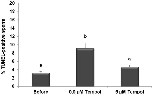 Figure 3. Comparison of the percentage of TUNEL-positive sperm before and after freezing. The effect of 5 µM Tempol on DNA fragmentation as measured by TUNNEL was assessed. The results are presented as means ± SEM. Different letters show significant difference between groups at p < 0.05.