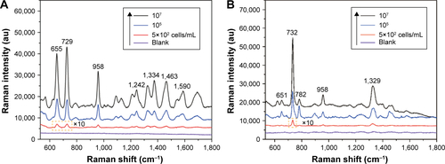 Figure S8 SERS spectra of different concentrations of (A) Escherichia coli BL21 and (B) MRSA obtained with the combining use of Fe3O4@Ag-Van MNPs and Au@Ag NPs.Abbreviations: MNPs, magnetic nanoparticles; MRSA, methicillin-resistant Staphylococcus aureus; NPs, nanoparticles; SERS, surface-enhanced Raman scattering; Van, vancomycin.