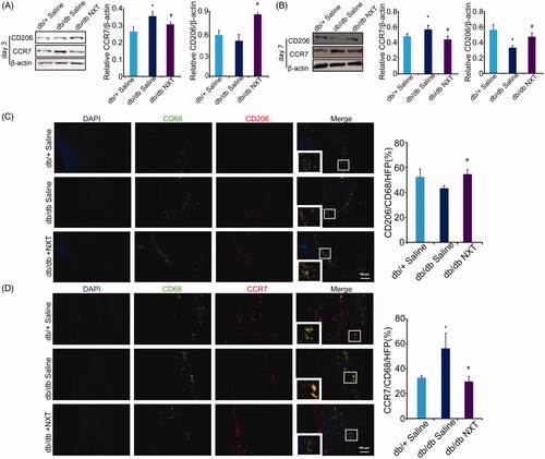 Figure 4. Effect of NXT on macrophage polarization in db/db mice. (A, B) Western blot of CD206 and CCR7 and quantitative analysis of CD206 and CCR7 in the wounds at day 3 and 7 post-injury. (C, D) Immunofluorescence for CCR7 and CD206 at day 7 post-injury. Scale bar = 100 μm. Results were presented as mean ± SD versus saline treated group, *p < 0.05 vs. db/+ mice treated with saline, #p < 0.05 vs. db/db mice treated with saline. n = 3.