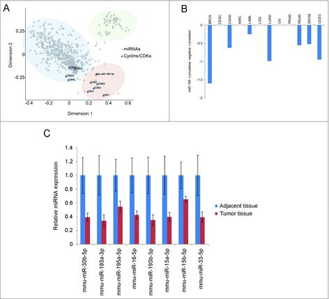 Figure 2. Analysis of cell cycle-targeting miRNAs. (A) Multi-dimensional scaling (MDS) analysis to visualize anti-correlations between expression levels of cell cycle-targeting miRNAs and cyclin/CDK mRNAs (expression data was from TCGA). Grey dots represent all miRNAs, blue dots depict the indicated cyclins and CDKs. The distance between a miRNA dot and a dot representing a cyclin or a CDK indicates anti-correlation in expression (shorter distance – stronger anti-correlation) for this miRNA and a given cyclin or CDK. The three clouds are highlighted by hand to visualize clusters naturally arising from the MDS dimension reduction. The plot illustrates that expression of some miRNAs strongly anti-correlates with multiple cyclins/CDKs. miR-195-5p is highlighted in orange. (B) Cumulative anti-correlations between miR-195-5p expression levels and transcript levels of the nine cyclin/CDKs. BRCA, breast carcinoma; CESC, cervical squamous cell carcinoma and endocervical adenocarcinoma; COAD, colon adenocarcinoma; KIRC, kidney renal carcinoma; LAML, acute myeloid leukemia; LGG, lower grade glioma; LUAD, lung adenocarcinoma; OV, ovarian carcinoma; PRAD, prostate adenocarcinoma; READ, rectum adenocarcinoma; SKCM, skin cutaneous melanoma; UCEC, uterine corpus endometrial carcinoma. (C) miRNA expression analysis of eight cell cycle-targeting miRNA in mouse liver tumor nodules (N = 14) and adjacent tissue (N = 6). Mouse hepatocellular carcinoma was induced by hydrodynamic tail vein injection of DNAs encoding c-Met and constitutive active β-catenin.