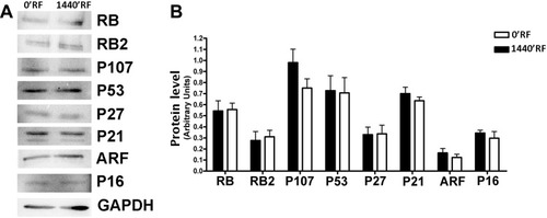 Figure 4 Effects of Radiofrequency (RF) exposure on cell cycle protein involved. (A) The panel shows the expression levels of several proteins following treatments of cells with RFs. GAPDH protein was used as a loading control. (B) The histogram shows the quantitative evaluation of Western blot bands in MSCs after RF exposure. The data are indicated as the mean expression values (±SD, n=3).