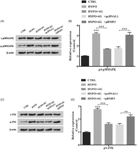 Figure 7. 6-Gingerols (6G) inhibits p38 MAPK and JNK signalling pathways through down-regulation of BNIP3. (A,B) Relative expression of t-p38MAPK and p-p38MAPK was measured by Western blot. (C,D) Relative expression of t-JNK and p-JNK was detected by Western blot. Data are reported as mean ± SD. **p < .01; ***p < .001.