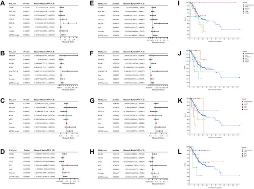 Figure 6 The univariate, multivariate analysis and survival curve of lncRNA-related mRNA derived from sequencing data of gastric cancer peritoneal metastasis in gastric cancer. (A–D) The univariate analysis. (E–H) The multivariate analysis. (I–L) Overall survival curves and different colors represented different genes.