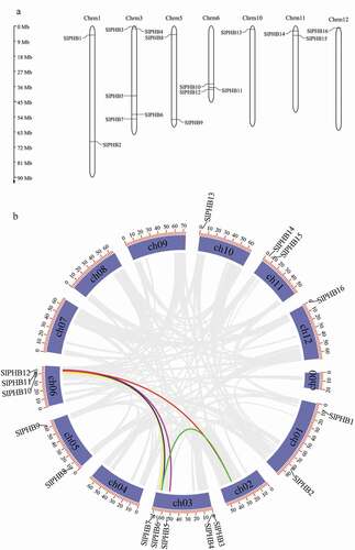 Figure 1. Chromosomal location and synteny of PHB genes in the tomato genome. (a) The chromosome location of tomato SLPHB genes. The scale of chromosomes is in megabases (MB). (b) Circos plot presenting gene segmental duplication events of PHB genes. Segmental duplication pairs are indicated with different color lines.