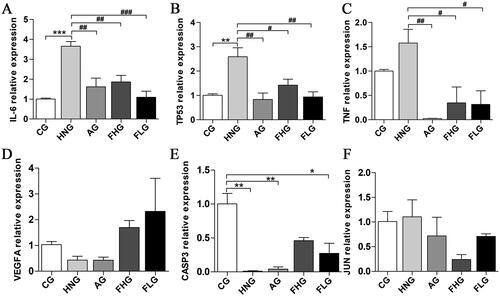 Figure 5. Effect of CF on the mRNA expression of IL-6, TP53, TNF, VEGFA, CASP3 and JUN. (A) The relative mRNA expression of IL-6. (B) The relative mRNA expression of TP53. (C) The relative mRNA expression of TNF. (D) The relative mRNA expression of VEGFA. (E) The relative mRNA expression of CASP3. (F) The relative mRNA expression of JUN. Data were presented as mean ± SD (n = 6). *p < 0.05; **p < 0.01; ***p < 0.001, compared with the CG. #p < 0.05; ##p < 0.05, compared with the HNG.