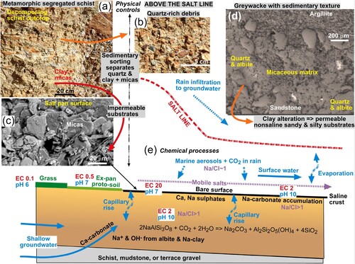 Figure 13. Summary flow diagram showing contrasting physical controls on salt line development (in A–D) and chemical processes below the salt line in E. A, Decomposing schist outcrop yields quartz-rich coarse debris and clay + mica sediments, which are separated during sedimentary mobilisation. B, Coarse quartz debris forms a permeable substrate. C, SEM view of mica accumulations, cemented with clay, that forms impermeable saline surface crust of a salt pan. D, SEM image of a sample of typical greywacke (Torlesse terrane; after Large et al. Citation2012) showing sedimentary texture that yields nonsaline sandy permeable substrates on decomposition. E, Sketch of a typical salt pan, such as at Patearoa saline site, showing lateral variations in surface chemistry and mineralogy that result from vegetation incursion and rainwater runoff. Underlying substrate remains chemically broadly consistent. NaCl ratios are molar.