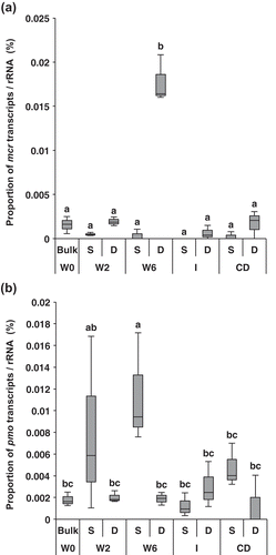 Figure 2. Relative abundances of transcripts relevant to methane generation (mcr) (a) and methane oxidation (pmo) (b) normalized by rRNA abundances. Sampling periods occurred at five stages: waterlogging (W0, just after ploughing; W2, 2 weeks after waterlogging; W6, 6 weeks after waterlogging), intermittent drainage (I), and after complete drainage (CD). Each box plot shows median (black line), first quartile-third quartile percentiles (box range), n = 3. Different letters indicate significant differences (ANOVA with Tukey’s test, p < 0.05).