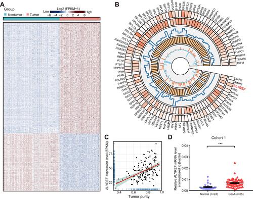 Figure 1 The dysregulated RBPs in GBM tissues. (A) Clustered heatmap of 1542 RBPs in TCGA-GBM and GTEx cohort. (B) The circular panel represented the top up-regulated 91 RBP genes. This circos plot was constructed by five tracks: (1) The expression level in normal brain tissue; (2) The expression level in GBM tissue; (3) Fold change (tumor/normal tissue); (4) Hazard ratio value; (5) The correlation between proliferative ability and mRNA levels of RBPs. (C) The correlation coefficient of ALYREF mRNA levels with tumor purity in TCGA-GBM cohort. (D) The relative mRNA levels of ALYREF in GBM and normal tissues. The results are shown as the mean ± SEM in (D). ***P < 0.001.