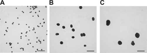 Figure 1 Representative transmission electron microscope images of A) 20 nm, B) 40 nm, and C) 60 nm citrate-stabilized gold nanoparticles in water. Scale bars 100 nm.