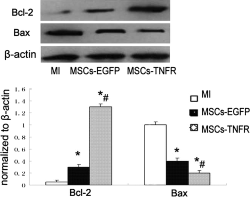 Figure 2.  Western blot analyzed Bcl-2 and Bax protein production from infracted zone in each group. *p < 0.05 compared with MI control group; #p < 0.05 compared with MSCs-EGFP group.