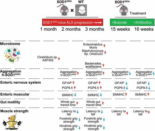 Figure 9. Timeline of altered microbiome, SOD1G93A aggregation, EN function, and lumbar spine pathophysiological in the progression of SOD1G93A ALS mice
