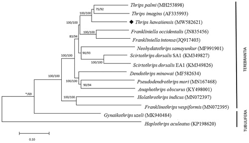 Figure 1. Phylogenetic relationships among Terebrantia in Thysanoptera based on mitochondrial genomes of 13 genomes with their species name and the GenBank accession numbers. Two species of Tubulifera (Gynaikothrips uzeli and Haplothrips aculeatus) were set as outgroup taxon. Number above each node indicates the NJ and ML bootstraps support values, respectively.
