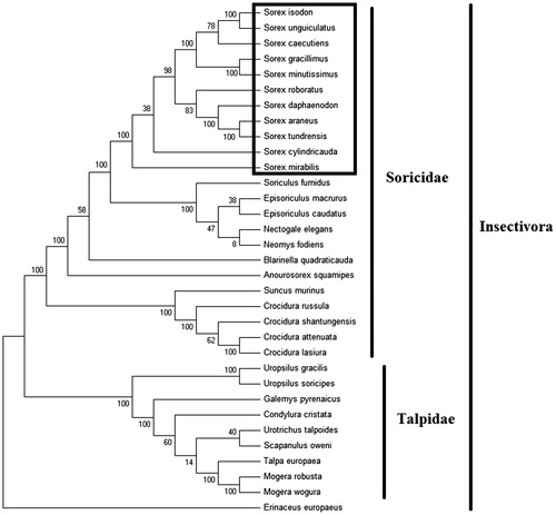Figure 1. Phylogenetic tree generated using the Maximum Parsimony method based on complete mitochondrial genomes. Crocidura lasiura (KR007669), Crocidura shantungensis (JX968507), Crocidura attenuata (KP120863), Crocidura russula (AY769264), Episoriculus macrurus (KU246040), Episoriculus caudatus (KM503097), Neomys fodiens (KM092492), Nectogale elegans (KC503902), Anourosorex squamipes (KJ545899), Blarinella quadraticauda (KJ131179), Suncus murinus (KJ920198), Soriculus fumidus (AF348081), Sorex araneus (KT210896), Sorex cylindricauda (KF696672), Sorex unguiculatus (AB061527), Sorex tundrensis (KM067275), Sorex caecutiens (MF374796), Sorex roboratus (KY930906), Sorex isodon (MG983792), Sorex gracillimus (MF426913), Sorex mirabilis (MF438265), Sorex minutissimus (MH823669), Sorex daphaenodon (MK110676), Talpa europaea (Y19192), Urotrichus talpoides (AB099483), Uropsilus soricipes (JQ658979), Uropsilus gracilis (KM379136), Mogera wogura (AB099482), Mogera robusta (KT934322), Condylura cristata (KU144678), Galemys pyrenaicus (AY833419), Scapanulus oweni (KM506754), Erinaceus europaeus (NC002080).