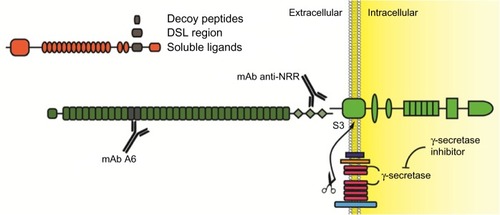 Figure 3 Experimental strategies to inhibit Notch receptors.