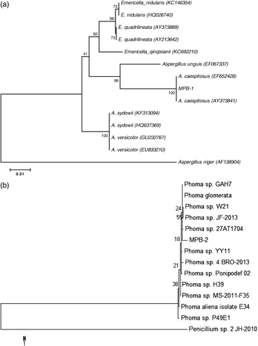 Figure 1. Phylogenetic tree constructed by MP method using 18S rDNA sequence (ITS region) of A. caespitosus LK12 (a) and Phoma sp. LK13. (b) MPB-1 and MPB-2 formed a clade (100% bootstrap support) with Aspergillus and Phoma. Aspergillus niger and Penicillium sp. were taken as an out group. The tree was prepared in MEGA 5.2.