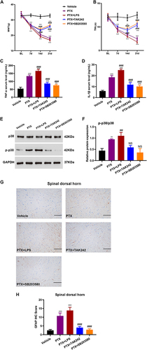 Figure 5 Inhibition of TLR4/p38MAPK alleviated mechanical allodynia and thermal hyperalgesia and suppressed astrocyte activation in PIPN rats. (A) The effect on mechanical allodynia in rats (Group × Time interaction: F12,100 = 71, p < 0.0001) (n = 6 rats per group). (B) The effect on thermal hyperalgesia in rats (Group × Time interaction: F12,100 = 30.05, p < 0.0001) (n = 6 rats per group). (C and D) Serum levels of TNF-α and IL-1β measured by enzyme-linked immunosorbent assay kits. (E and F) Western blotting bands and analysis of p-38 and p-p38 expression in the colon. F4,10 = 0.6633 for p38 and F4,10 = 23.21 for p-p38. This experiment was independently repeated 3 times. (G) Immunohistochemical micrograph representing glial fibrillary acidic protein immunoreactivity in the spinal dorsal horns for each group. Scale bar = 200 μm. (H) Glial fibrillary acidic protein scores in the spinal dorsal horns. F4,10 = 55.76 for (H). This experiment was independently repeated 3 times. **p < 0.01 and ***p < 0.001 compared with the Vehicle group. ##p < 0.01 and ###p < 0.001 compared with the PTX group. NS, not significant compared with the Vehicle group.