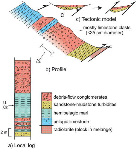 Figure 12. Setting of Upper Cretaceous pelagic carbonates, sandstone-mudstone turbidites and polymict debris-flow deposits within the volcanic-sedimentary melange. (a) Measured log; (b) Outcrop profile; (c) Tectonic model, showing a small basin that was later imbricated with the volcanic-sedimentary melange. These gravity deposits are interpreted as the remains of one of a number of small, perched basin within the Cretaceous accretionary wedge. These sediments provide evidence of a Late Cretaceous age of accretionary melange formation.