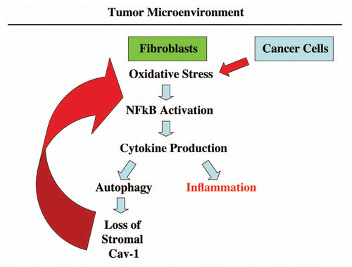 Figure 10 An emerging functional relationship between cytokine production, autophagy and inflammation in the tumor microenvironment. Co-culture of fibroblasts with cancer cells drives the onset of oxidative stress and NFκB-activation in cancer-associated fibroblasts.Citation2,Citation3 Here, we show that one of the consequences of this reciprocal interaction, between fibroblasts and cancer cells, is elevated cytokine production, which may drive both autophagy and inflammation in the tumor microenvironment. Autophagy in cancer-associated fibroblasts destroys Cav-1 (via lysosomal degradation),Citation1 further driving oxidative stress and NFκB activation (marked by the large red arrow). Importantly, transient knock-down of Cav-1 in fibroblasts, using an siRNA approach, is sufficient to induce the onset of oxidative stress and autophagy, as well as NFκB activation.Citation2,Citation3