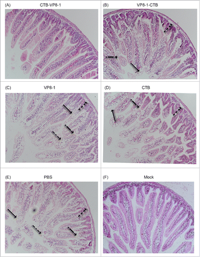 Figure 5. H&E staining images of ileum tissues after rotavirus challenge in a mouse maternal antibody model. The ileums of the pups were collected on day 2 post infection, fixed and sliced. Then, the sections were stained with hematoxylin and eosin (H&E) and observed under a microscope at an original magnification of 20×. Arrows indicate different histological changes such as vacuolar degeneration and necrosis of enterocytes (→), villus shortening (→), shedding of villus tips (→) and inflammatory cells in the villus stroma (→).