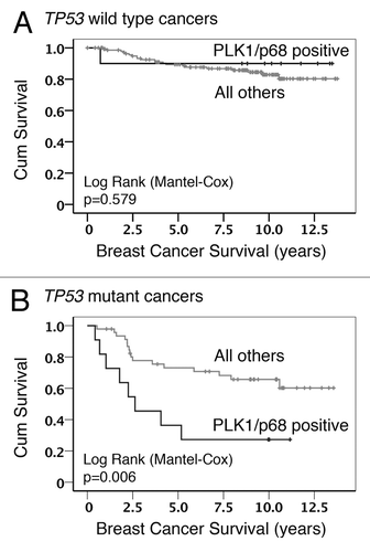 Figure 1. Kaplan–Meier survival analysis. Data from the analysis of breast cancer cohort TMA24 were stratified to show the influence of p53 status on the association between PLK1 staining, p68 staining, and overall survival: (A) cancers with wild-type TP53 in which PLK1/p68 double positive were compared with all other combinations; (B) cancers with mutant TP53 in which PLK1/p68 double positive were compared with all other combinations.