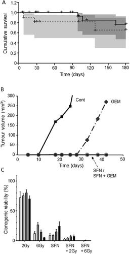 Figure 6. Effects of a dietary compound on PDAC: Sulforaphane. A. Kaplan-Meier analysis of cumulative survival of PDAC patients (undergoing palliative chemotherapy). Patients were treated with a sulforaphane preparation (n = 29, solid line) compared with placebo (n = 11, dotted line). Plus signs indicate patients who were lost to follow-up. The shaded areas denote 95% confidence intervals (dark gray for treatment, light gray for placebo). From Lozanovski et al. (Citation73). B. Effects of 72-hour pretreatment of pancreatic CSC-like cells with sulforaphane (SFN), gemcitabine (GEM) and their combination on volume of tumors formed by subsequent injection (subcutaneous) into nude mice. Time indicated is from the day of inoculation. Control mice (Cont) were injected with untreated cells. Gemcitabine delayed tumorigenesis and its effect was potentiated by co-treatment with sulforaphane, suppressing tumorigenesis completely during the experimental period. Sulforaphane alone was also effective in completely suppressing the tumorigenesis. The data points for SFN and SFN + GEM (circles on the horizontal axis) were indistinguishable. From Kallifatidis et al. (Citation74), where further details can be found. C. Effect of combining sulforaphane (SFN) with two doses of irradiation, 2 and 6 Grays (Gy), on clonogenic viability (“survival”), relative to control (100%). Four different cell lines were used (AsPC-1, BxPC-3, MiaPaCa-2 and Panc-1), each indicated as a histobar. The effects of the combination were clearly greater than radiotherapy alone (formal statistics not performed). Modified from Naumann et al. (Citation75).