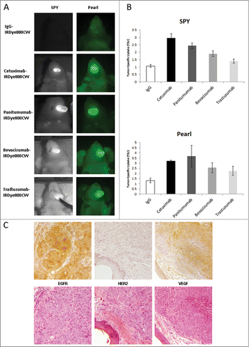 Figure 1. Imaging and Quantification of OSC-19 Orthotopic Model. (A) Imaging on Day 2 of the tongue using SPY (left) and Pearl (right). (B) Quantification of Tumor-to-Background Ratio (TBR) with mean ± SD plotted. (C) Immunohistochemistry and H&E stains demonstrating EGFR, HER2, and VEGF distributions in representative tumors.