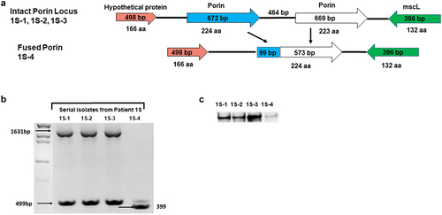 Figure 4. Recombination mutation in Porin locus in patient 1S: (a) Schematic view of the Porin locus in patient 1S isolates. The first three isolates from patient 1S (1S–1 to 1S–3), had two intact copies of the porin gene; the last isolate (1S–4) had an in frame fusion of 99 bp from the first copy of the porin gene to 573 bp from the second copy of the porin gene. (b) PCR amplification of the porin locus. Analysis of the PCR products by gel electrophoresis revealed a ~ 1.6kb and ~ 0.5 kb products for the intact porin isolates (1S–1, 1S–2, and 1S–3) and only a ~ 0.4kb fragment for the porin mutant isolate 1S–4. (c) Porin protein expression Protein extracts from 1S isolates were resolved by SDS-PAGE followed by western blot using a polyclonal anti-Porin (MspA) antibody. Isolate 1S–4 exhibited a significant reduction in porin protein expression.
