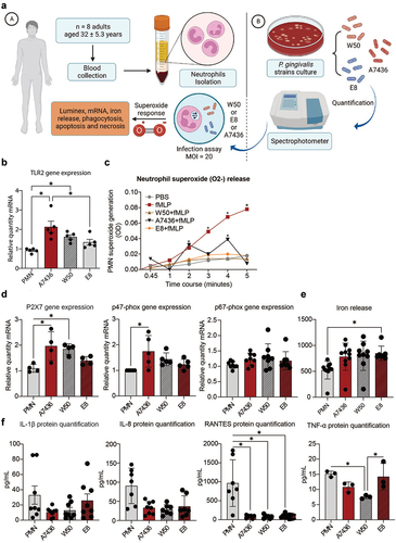 Figure 1.  (a) Human neutrophil isolation and experimental workflow with P. gingivalisstrains. (b) TLR2 gene expression. (c) Time course of the fMLP-induced O2- production by human neutrophils (0.5 × 106) in response to P. gingivalis strains compared with fMLP stimulation alone. PBS was used as a negative control (n = 8). *: p < 0.05 statistical difference when compared with baseline PBS. (d) Gene expression of P2X7, p47-phox, and p67-phox in response to different P. gingivalis strains. *: p < 0.05 statistical difference when compared with the control group. #: p < 0.05: statistical difference when compared with W50 group. (e) Iron release optical density (565 nm). *: p < 0.05 statistical difference when compared with the control group. (f) Levels of IL-1β, IL-8, RANTES, and TNF-α (pg/mL) * p < 0.05 statistical difference from PMN. # p < 0.05 statistical difference from E8. Panel a created with BioRender. One-way ANOVA followed by Tukey’s posthoc test was performed for graphs on B, D, E and F. Two-way ANOVA followed by Tukey’s posthoc test was performed on C.