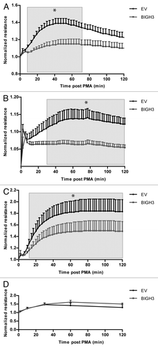 Figure 4. Overexpression of BIGH3 decreases transcellular resistance after PMA induction. (A and B) The transcellular resistance of HL60 cells with BIGH3 overexpression and control cells (EV) on a fibronectin (20 μg/mL) coating (A) or poly-l-lysine coating (B) was analyzed by Electrical Cell-substrate Impedence Sensing (ECIS). PMA was added at time point zero. The resulted resistance-values were normalized to basal levels. Shown are means ± SEM (n = 6 in [A], n = 4 in [B]) and each samples was performed in duplicates. (C) The transcellular resistance of PB-derived HSPC with BIGH3 overexpression and control cells on fibronectin (20 μg/mL) upon PMA induction was analyzed by ECIS. Shown are means ± SEM (n = 3) and each samples was performed in duplicates. (D) Cell spreading of HL60 cells with BIGH3 overexpression (BIGH3) and control cells (EV) was analyzed by live-imaging microscopy. The surfaces of 10 randomly selected cells per condition were quantified during time. The data was normalized per cell to basal surface size. Shown are means ± SEM (n = 6 in BIGH3, n = 5 in control). * P < 0.05.