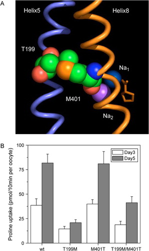 Figure 9.  Modelling of the Iminoglycinuria associated mutation T199M. (A) Depiction of the spatial arrangement of T199 and M401 in the IMINO transporter. The side-chain of T199 is in close contact with M401. M401 is located in helix 8 and is close to Na+2 (magenta) and the substrate proline (orange). The Na+1 is shown in blue. (B) Oocytes were injected with cRNA (20 ng) encoding wild type or mutant IMINO transporters. After an incubation period of 3 and 5 days, uptake of 100 µM [14C]proline was measured over an incubation period of 10 min. Each bar represents the mean±SD of 10 oocytes, the experiment was repeated three times with similar results.